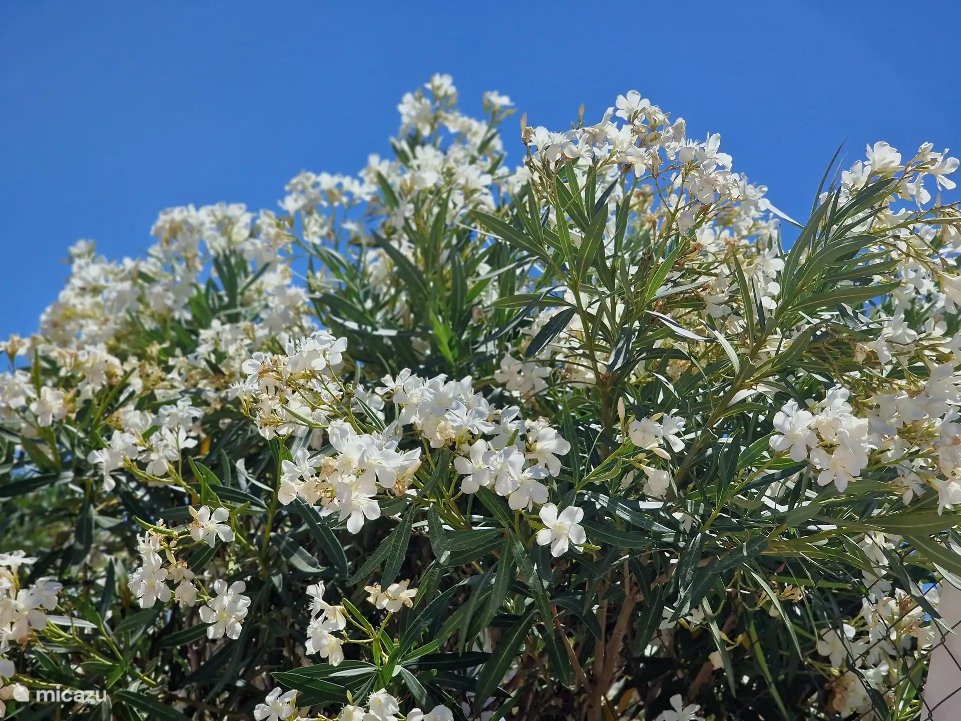 Das Gelände ist mit rosa und weißen Oleandern eingezäunt
