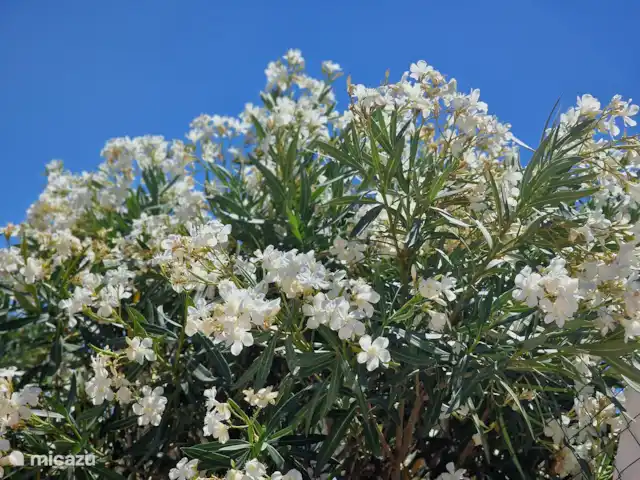 Villa Candelaria en España, Murcia, Murcia - villa El terreno está vallado con adelfas rosadas y blancas