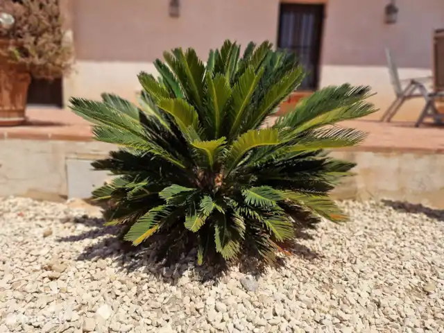 Villa Candelaria en España, Murcia, Murcia - villa Hermosas plantas enmarcan la 2ª terraza exterior