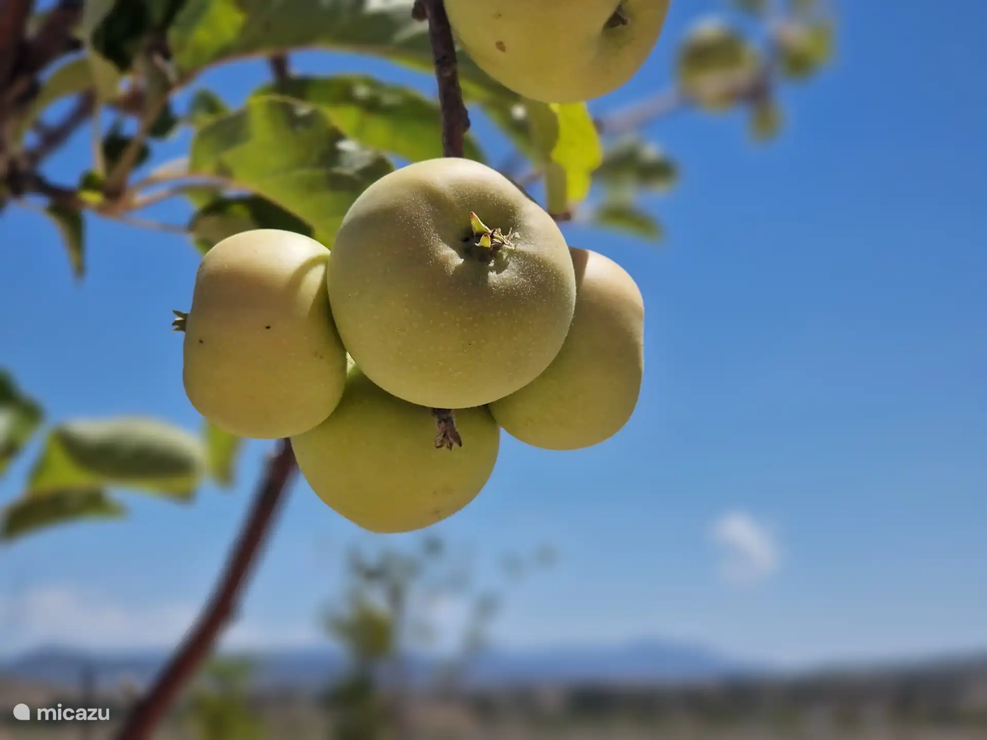 Es gibt mehrere Obstbäume auf der Rückseite des Grundstücks und schöne Mandel- und Olivenbäume, die im gesamten Garten verstreut sind