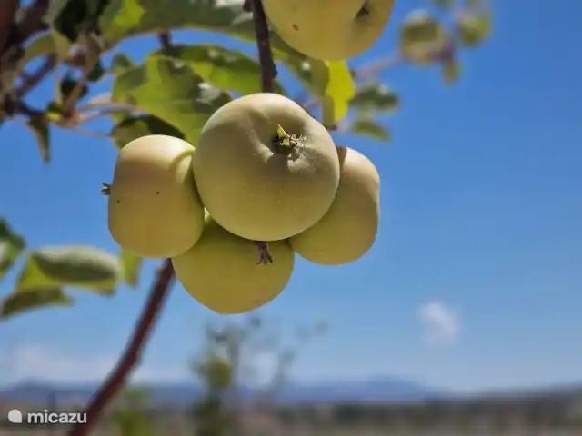 Villa Candelaria en España, Murcia, Murcia - villa Hay varios árboles frutales en la parte trasera de la propiedad y hermosos almendros y olivos repartidos por todo el jardín