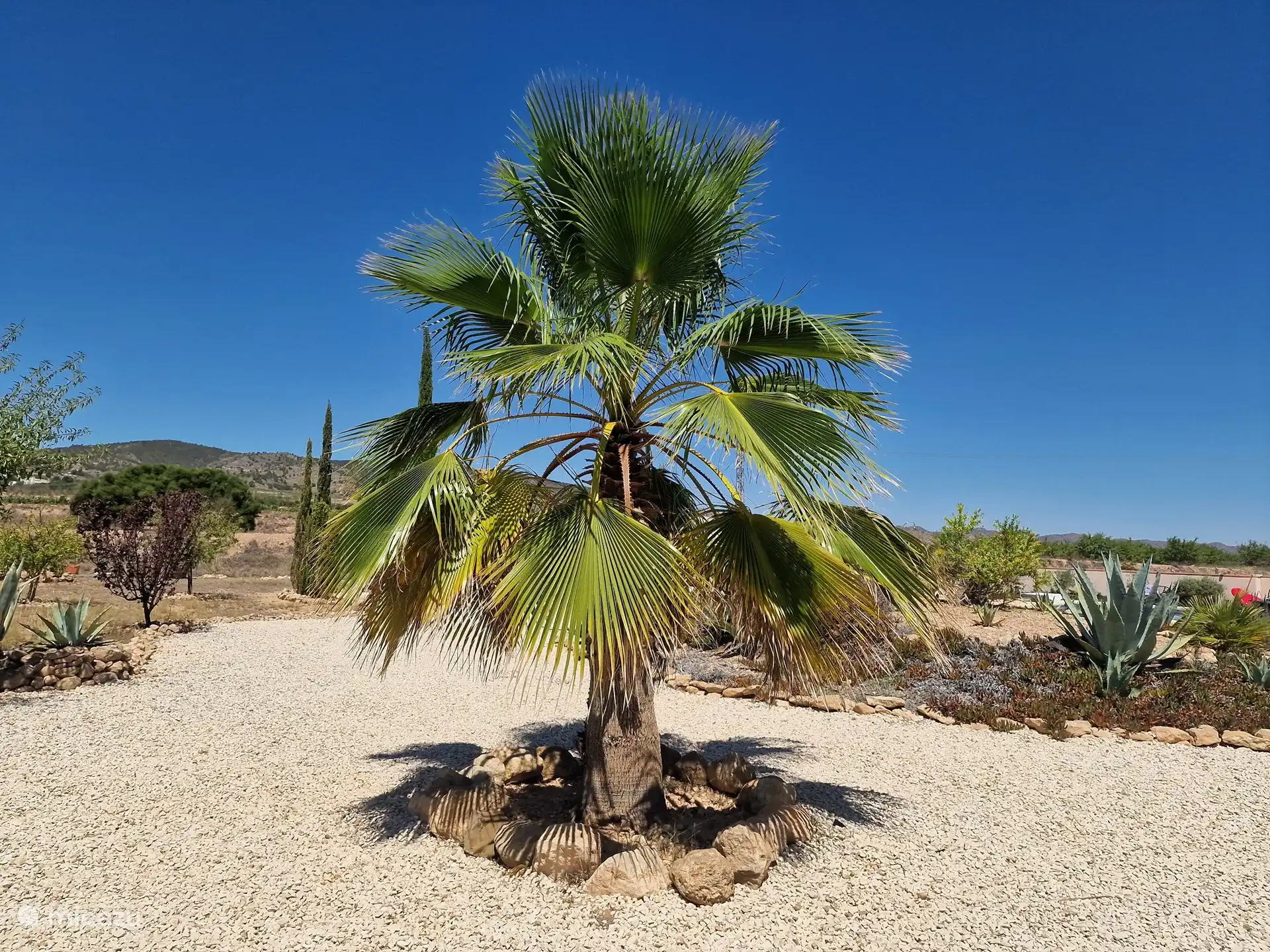 Diese Palme begrüßt Sie, wenn Sie auf dem Campingplatz ankommen