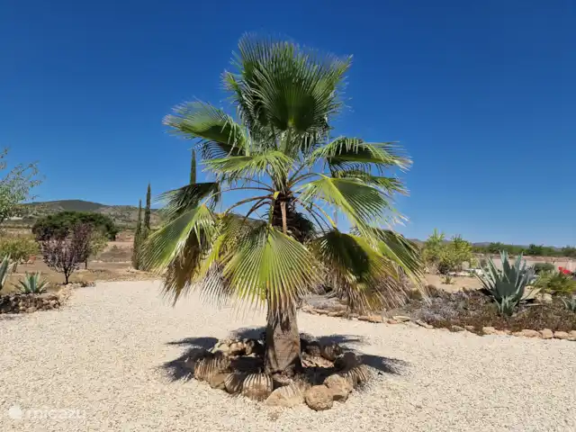 Villa Candelaria en España, Murcia, Murcia - villa Esta palmera te da la bienvenida cuando llegas al sitio