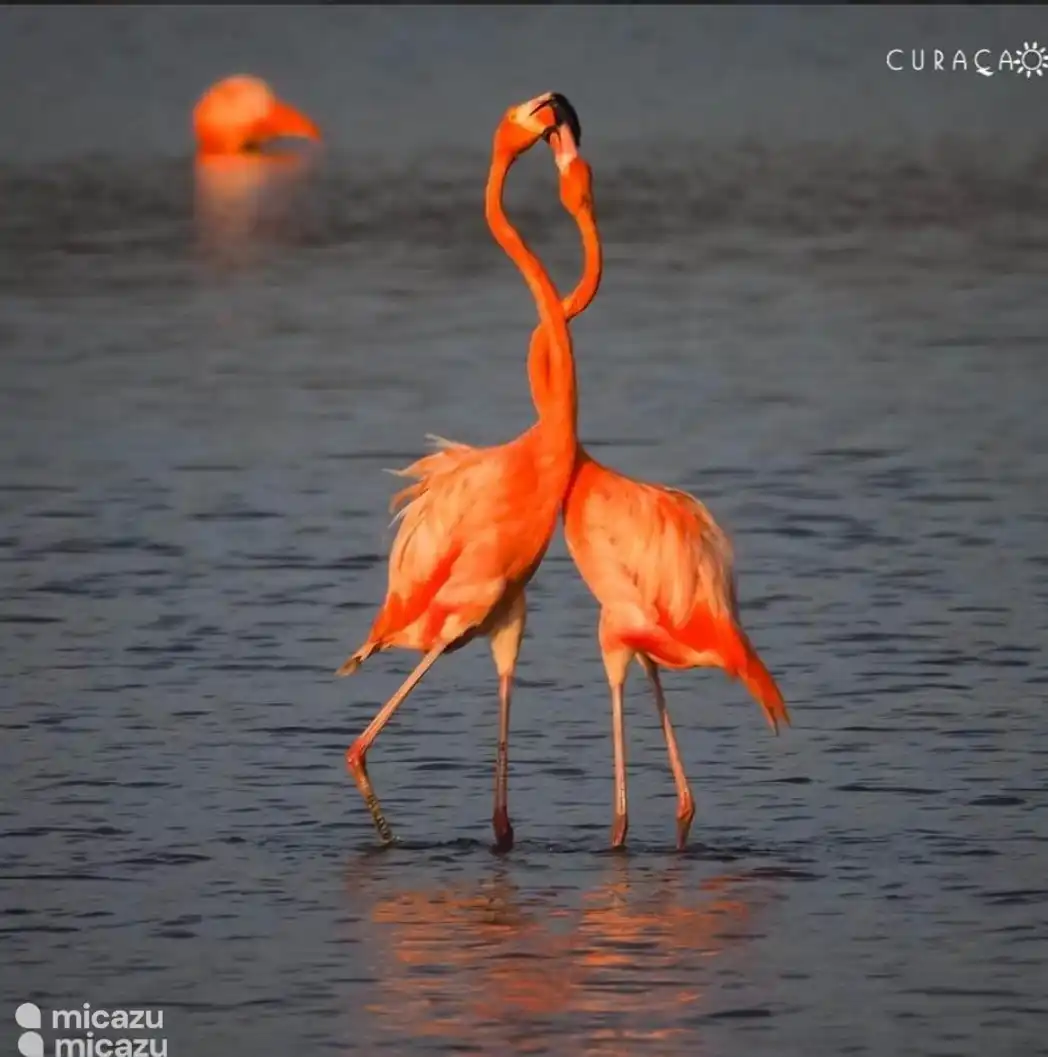 Los flamencos en la isla del lado oeste