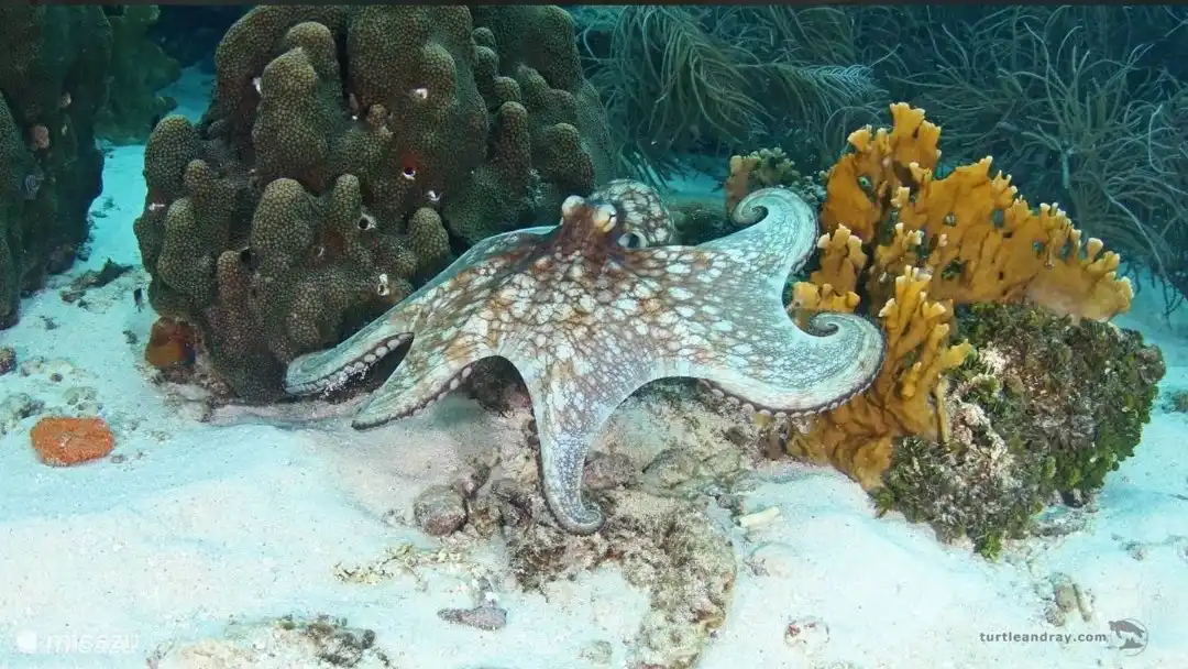 si quieres bucear u obtener una certificación de aguas abiertas puedes inscribirte con Fred Broer en diving on Curaçao, este gran instructor de buceo también está en el parque Seru Coral, y puedes reservar online en casa y solicitar información antes de que comiencen tus vacaciones