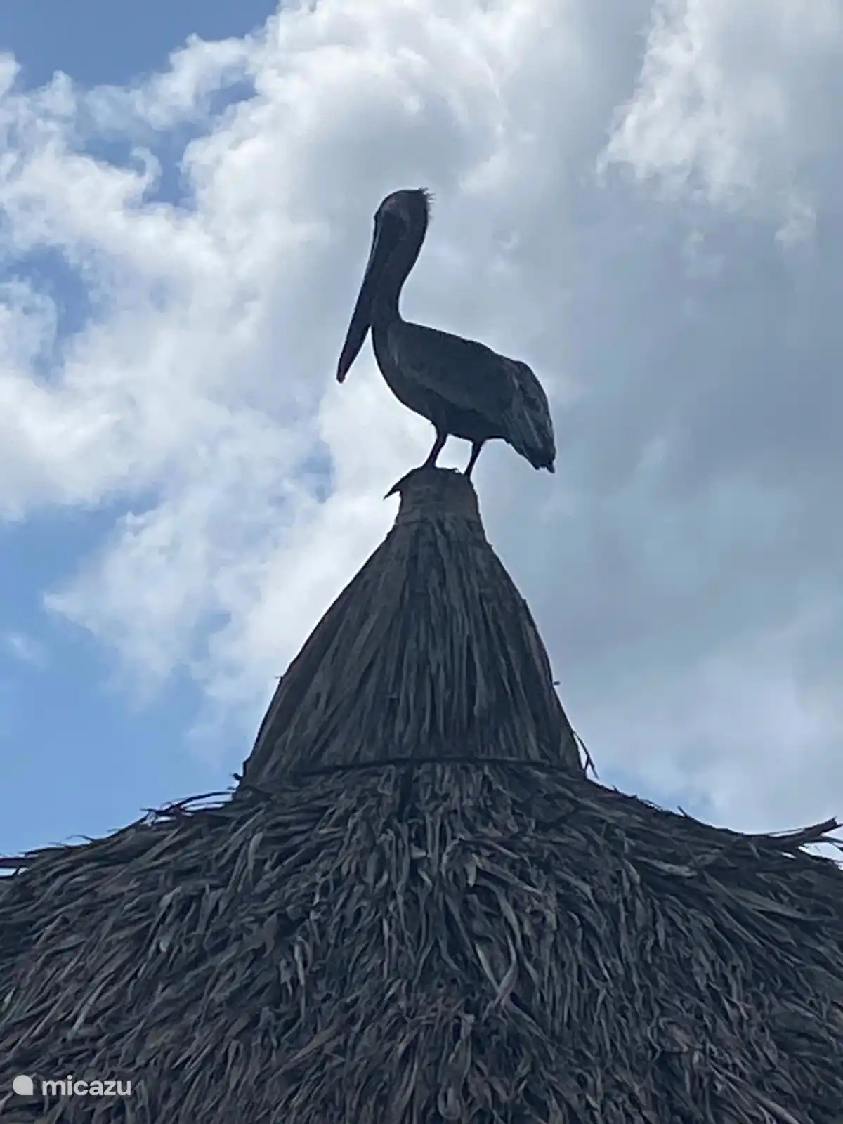 Pelican am Blue Bay Beach