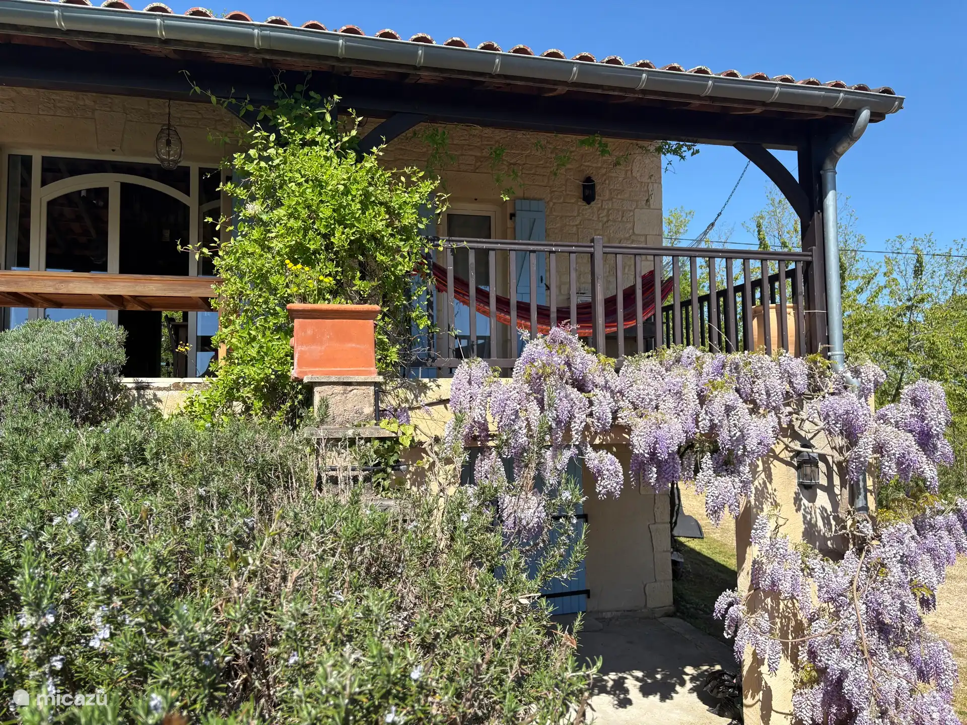 Wisteria in full bloom 