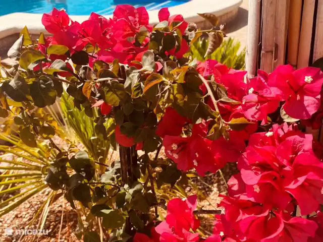 Location de Vacances Espagne, Valence, Pedralba, villa - Casa Pájaros Jardin