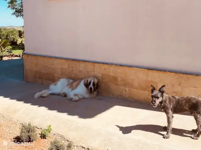 Location de Vacances Espagne, Valence, Pedralba, villa - Casa Pájaros Juan et Lemmy
