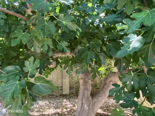 Location de Vacances Espagne, Valence, Pedralba, villa - Casa Pájaros Figuier