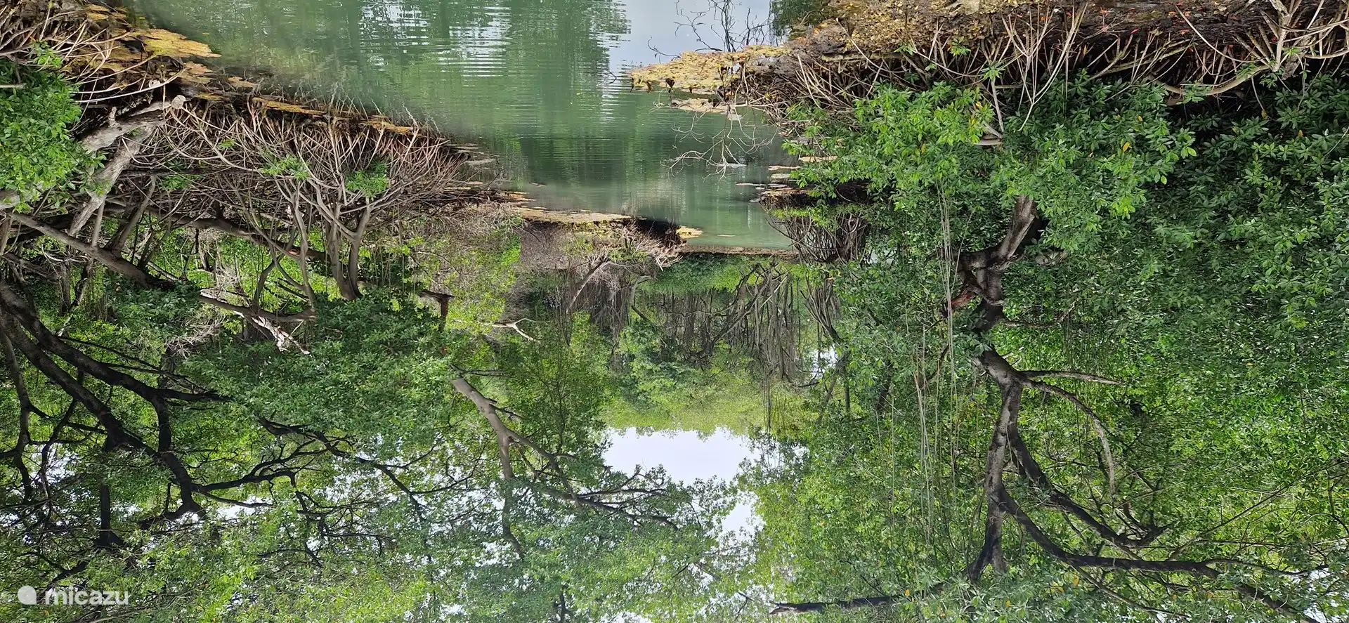 Mangrove Curaçao.