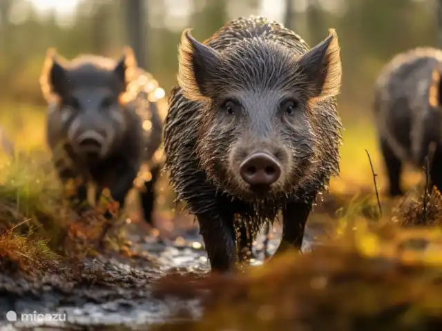 Kukeluusje Ermelo | Pays-Bas, Gueldre, Ermelo - maison de vacances Lors d’une promenade dans les bois, il y a de fortes chances que vous rencontriez ces mignons
