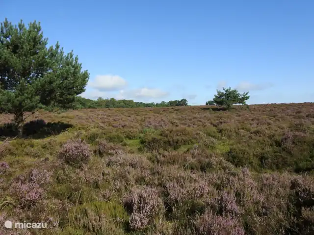 Kukeluusje Ermelo | Pays-Bas, Gueldre, Ermelo - maison de vacances Vers septembre, la bruyère est en pleine floraison, magnifique !