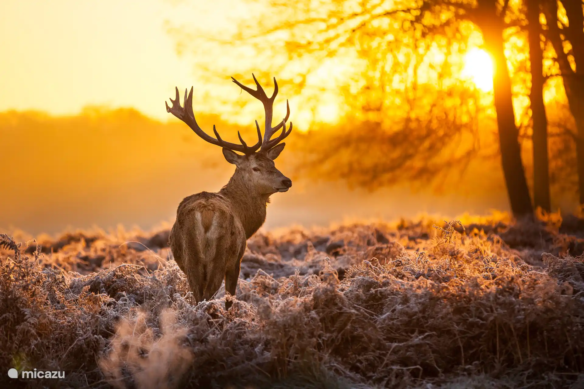 Wenn Sie sich früh auf den Weg machen, werden Sie wahrscheinlich diesen wunderschönen Kreaturen begegnen