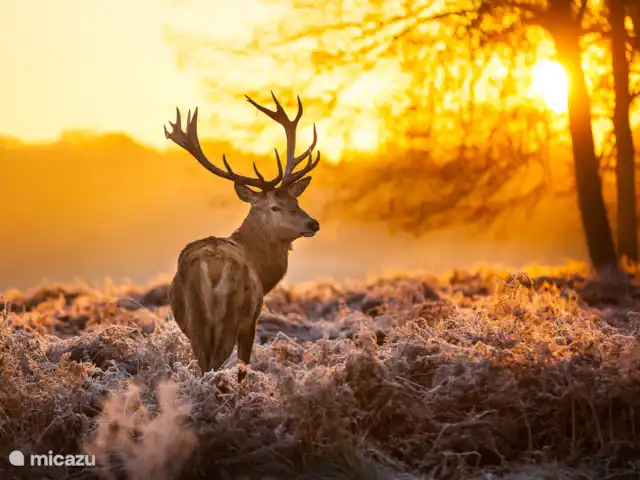 Kukeluusje Ermelo | Pays-Bas, Gueldre, Ermelo - maison de vacances Partez tôt et vous rencontrerez probablement ces belles créatures