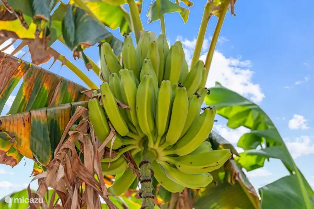 Árbol de plátano en el jardín