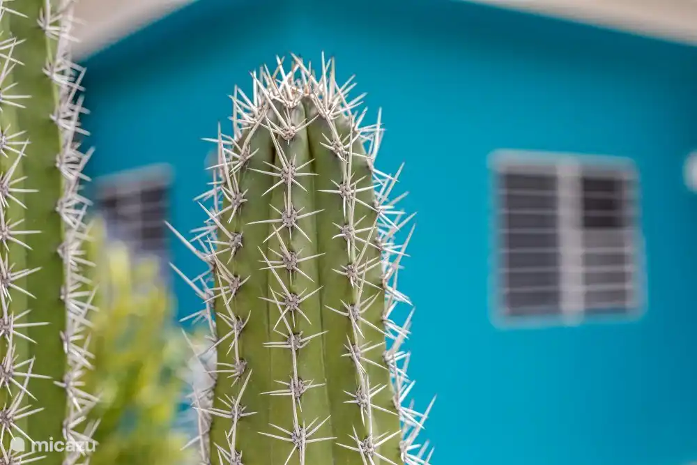 Varios cactus en el jardín
