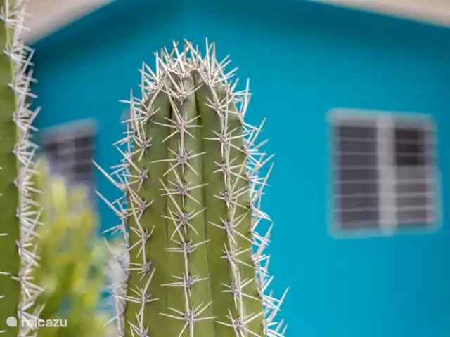 Villa Flamingo con piscina privada en Curazao, Bandabou (oeste), Fontein - villa Varios cactus en el jardín