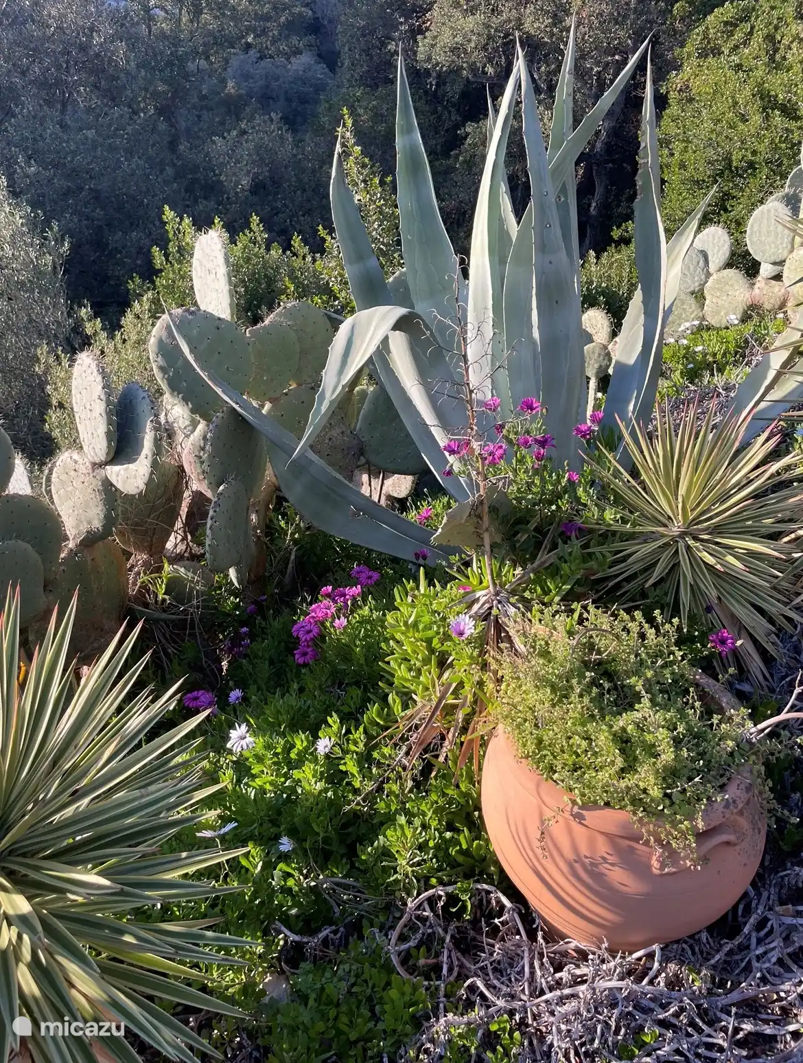 De Flora in de tuin is een lust voor het oog.