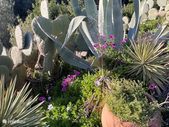 Villa Bougainvillea | France, Côte d'Azur, Les Issambres - villa De Flora in de tuin is een lust voor het oog.