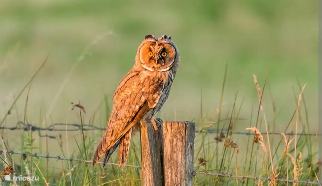 De omgeving is fantastisch groen en als je 's avonds buiten zit hoor je regelmatig ook een uil roepen, super gezellig!