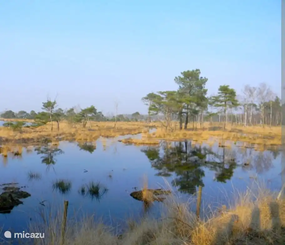 Het natuurgebied 'Turnhout vennegebied' ligt op een kleine 500 meter wandelen van de Tiny house, zeker de moeite waard om een keer naartoe te wandelen!