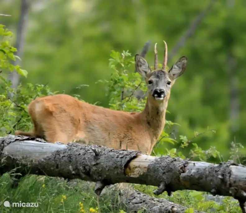 Hertjes zie je voldoende bij ons in de omgeving, vooral als je tegen valavond nog even de bossen in wilt trekken voor een aangename stille wandeling.