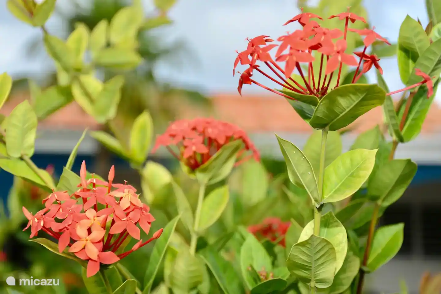 Every now and then you see a very small bird hanging still snacking on the flowers of the faja lobi. Do you know which bird can flap its wings so fast?  