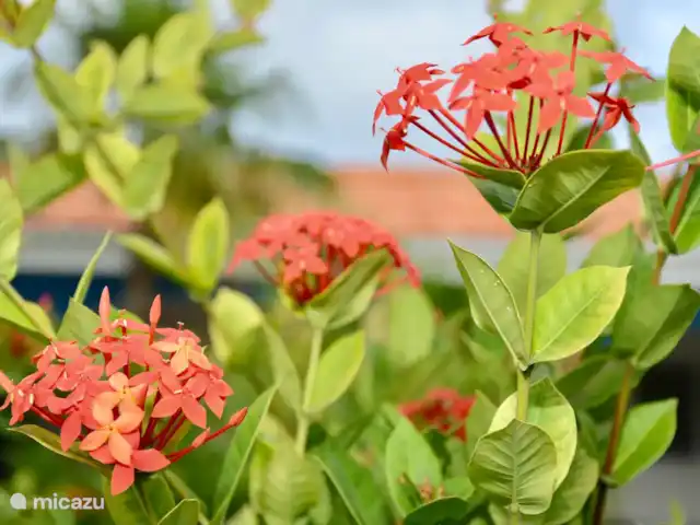 villa huren in Curaçao, Banda Ariba (oost), Marie Pampoen – Indigo House Af en toe zie je een heel klein vogeltje stil hangend snoepen van de bloemen van de faja lobi. Weet jij welk vogeltje zo snel met zijn vleugels kan slaan?