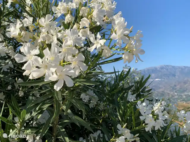 Casa Anhelando con piscina climatizada en España, Andalucía, Iznate - casa vacacional