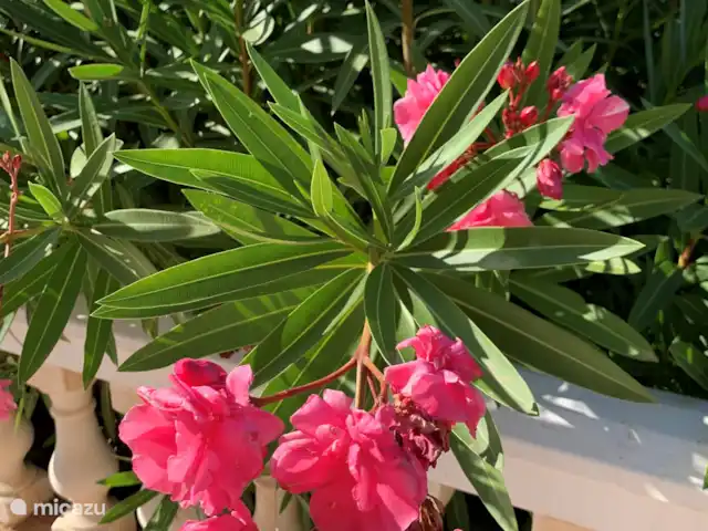 Casa Anhelando con piscina climatizada en España, Andalucía, Iznate - casa vacacional