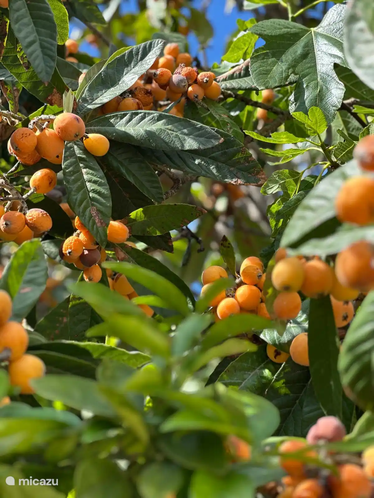 Der Nispero trägt im Mai Früchte