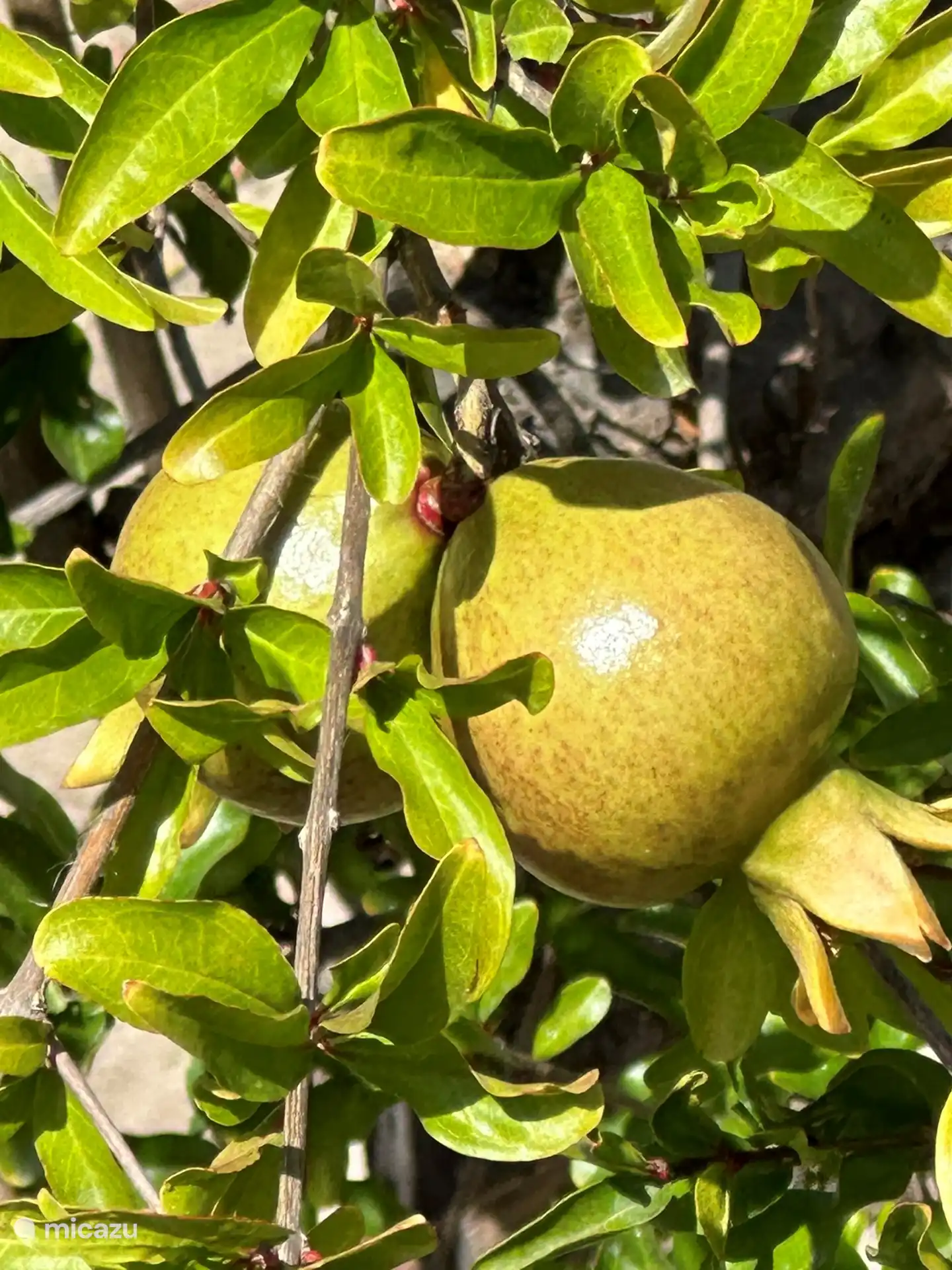 Birnen aus dem eigenen Garten