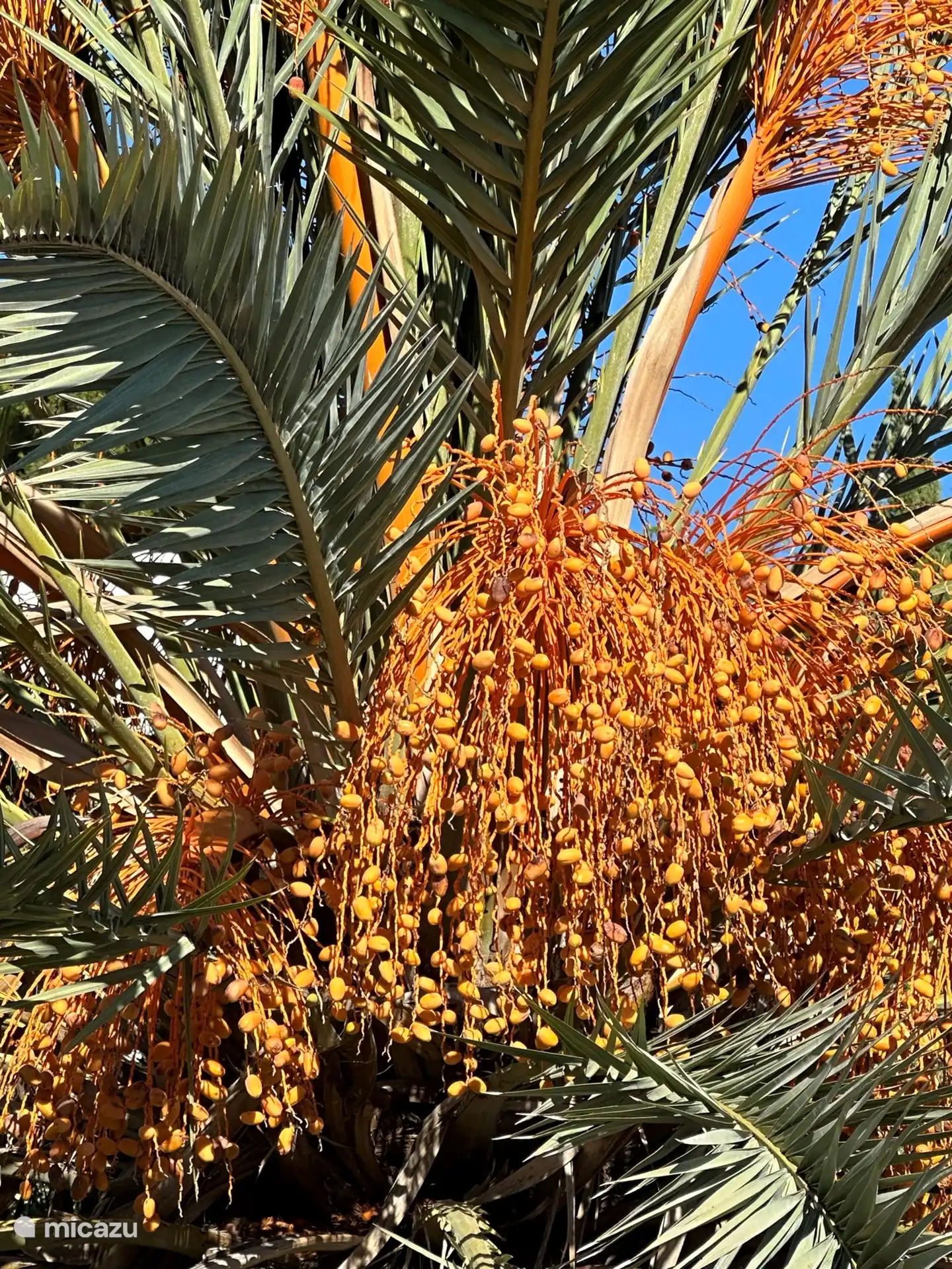 Datteln aus dem eigenen Garten