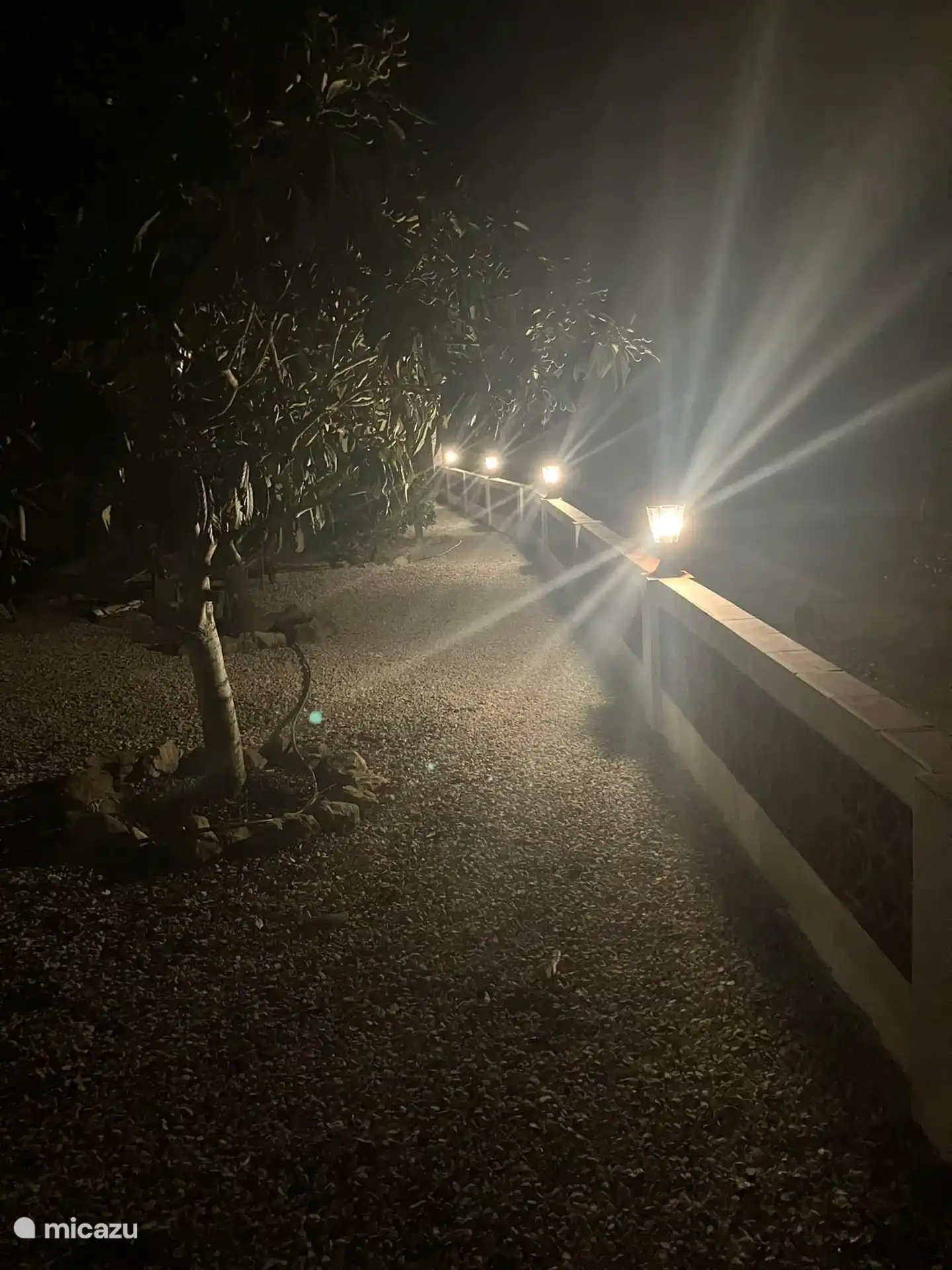 fruit tree garden at night