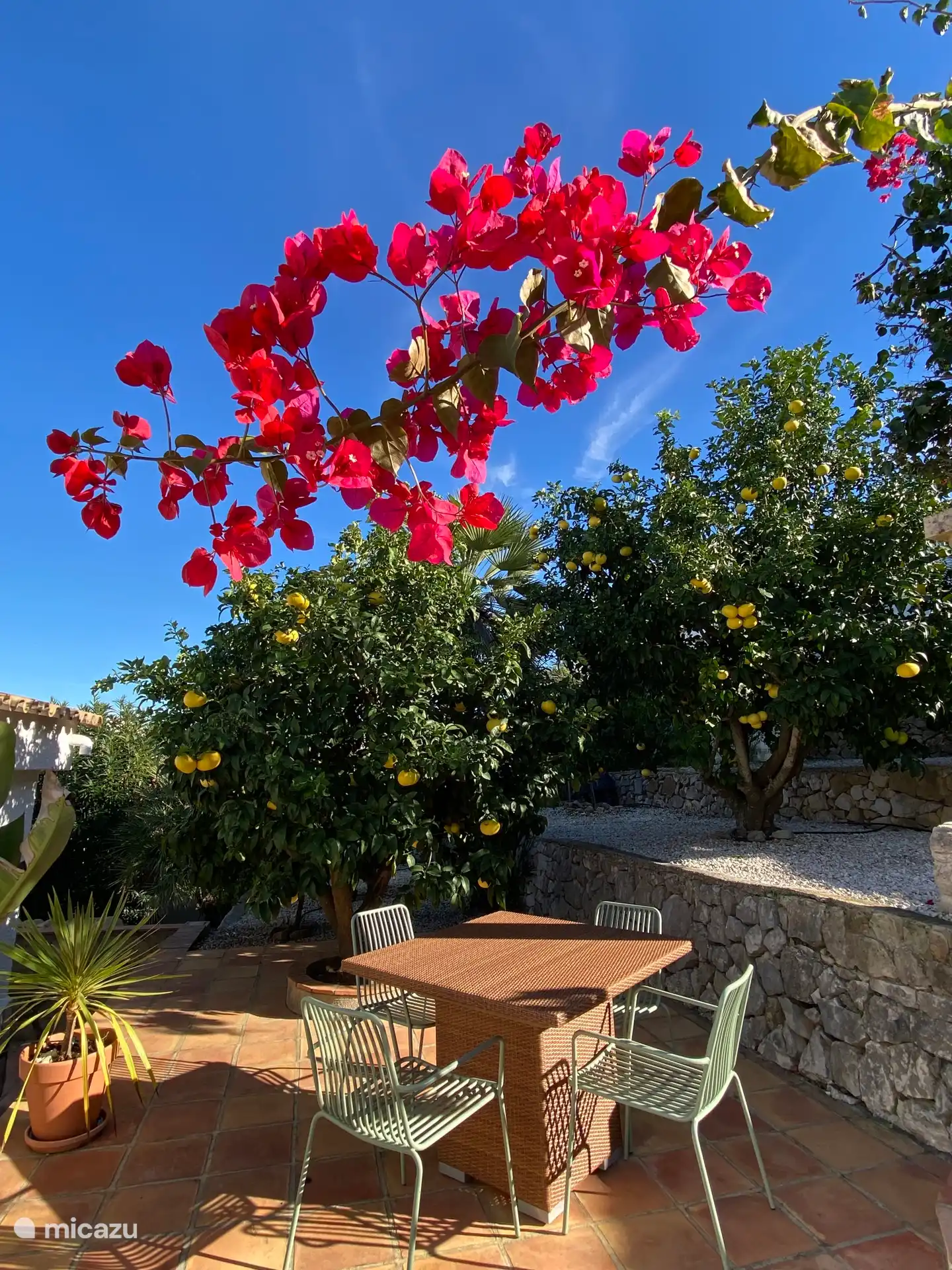 El desayuno se pone bajo los árboles de cítricos