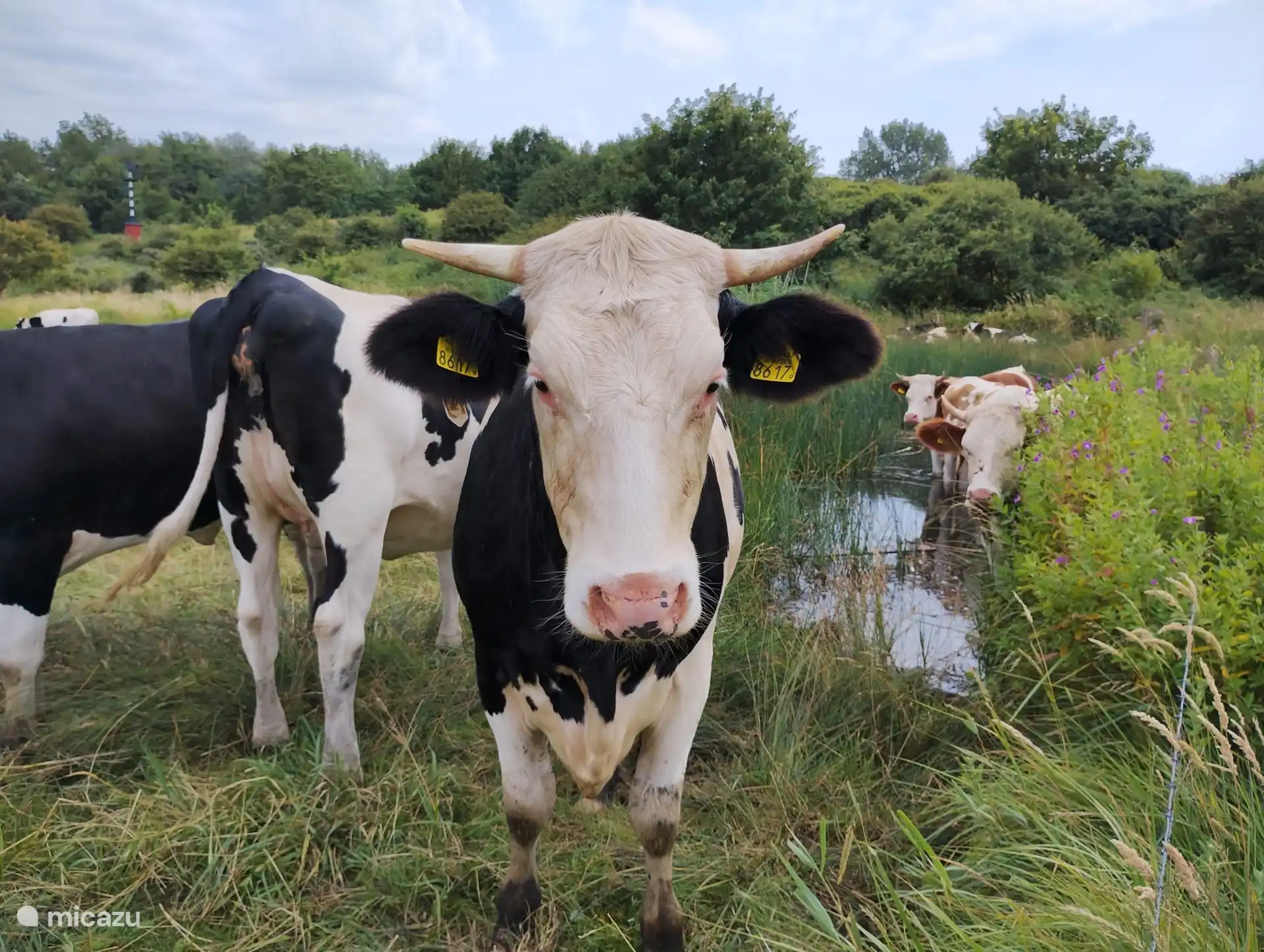 In der Nähe des Parks de Goede Reede befindet sich der Strand de Kwade Hoek; Nach einem schönen Spaziergang (20 Minuten) erreichen Sie den Naturstrand, wo Sie Vögel und Kühe beobachten können