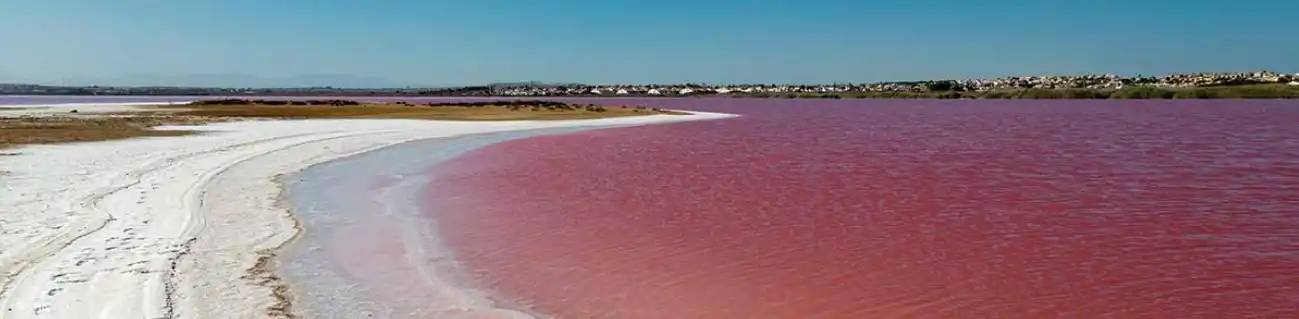 Torrevieja es conocida por sus lagos de sal rosa. El color difiere según el período, definitivamente vale la pena visitarlo. ¡Ideal con el tren turístico de la ciudad que pasa por aquí especialmente!