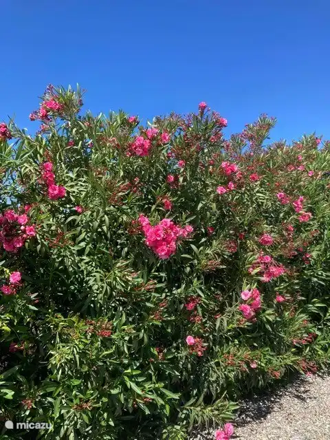Der große Garten ist von einer langen Hecke aus Oleander umgeben.