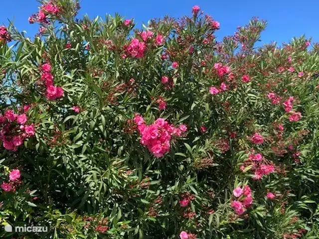 Villa Palmera | Espagne, Andalousie, Alhaurín el Grande - villa Le grand jardin est entouré d’une longue haie de lauriers roses.