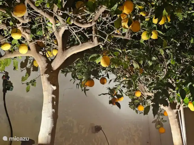 Casa Viena en España, Costa Blanca, Torre de la Horadada - apartamento árbol frutal en la parte delantera de la terraza