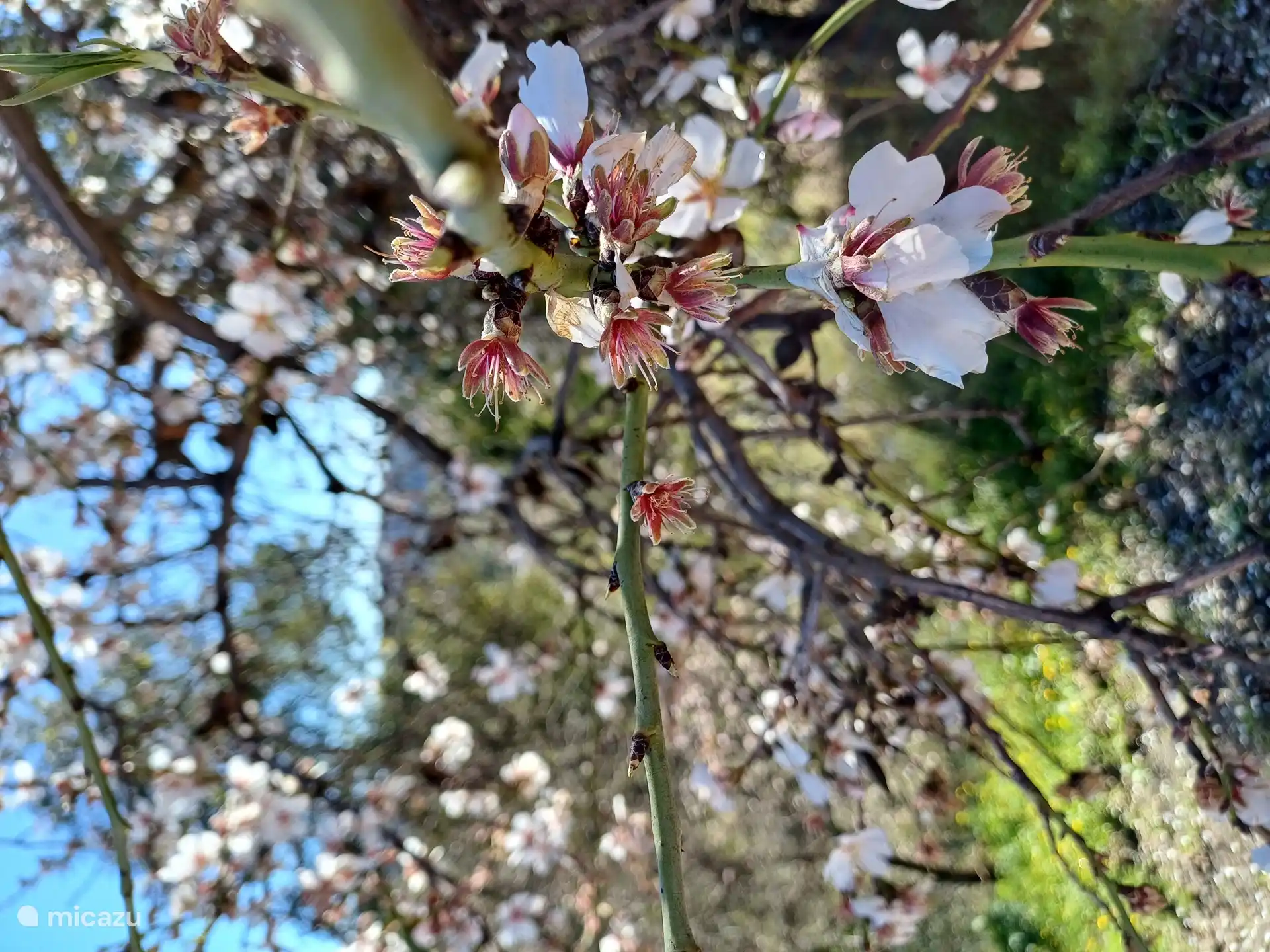 Our almond trees in blossom