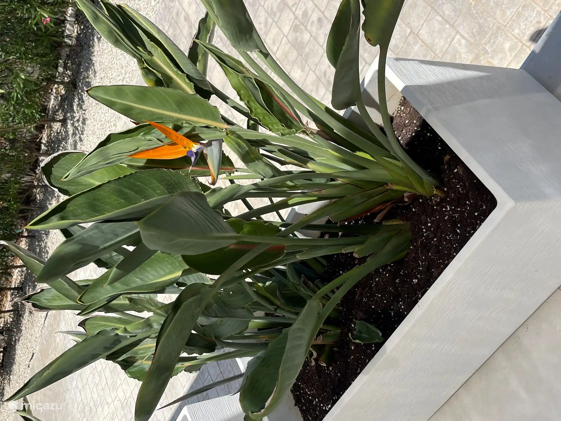 Le jardin a des plantes tropicales à plusieurs endroits