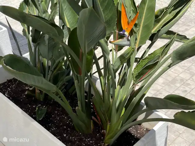 Villa Primavera | Espagne, Costa Blanca, Jávea - villa Le jardin a des plantes tropicales à plusieurs endroits