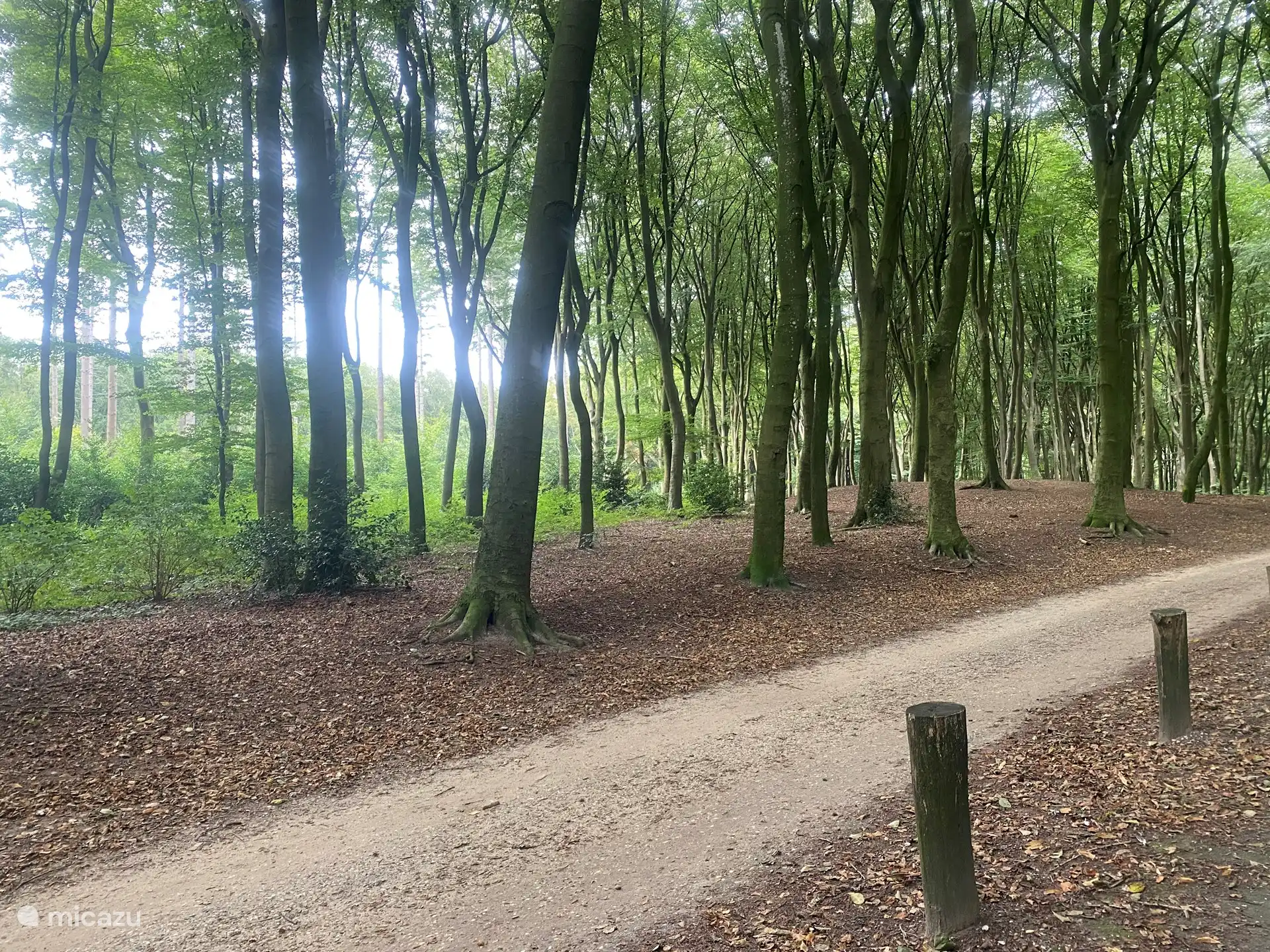 Cada temporada es toda una experiencia estar en el bosque.