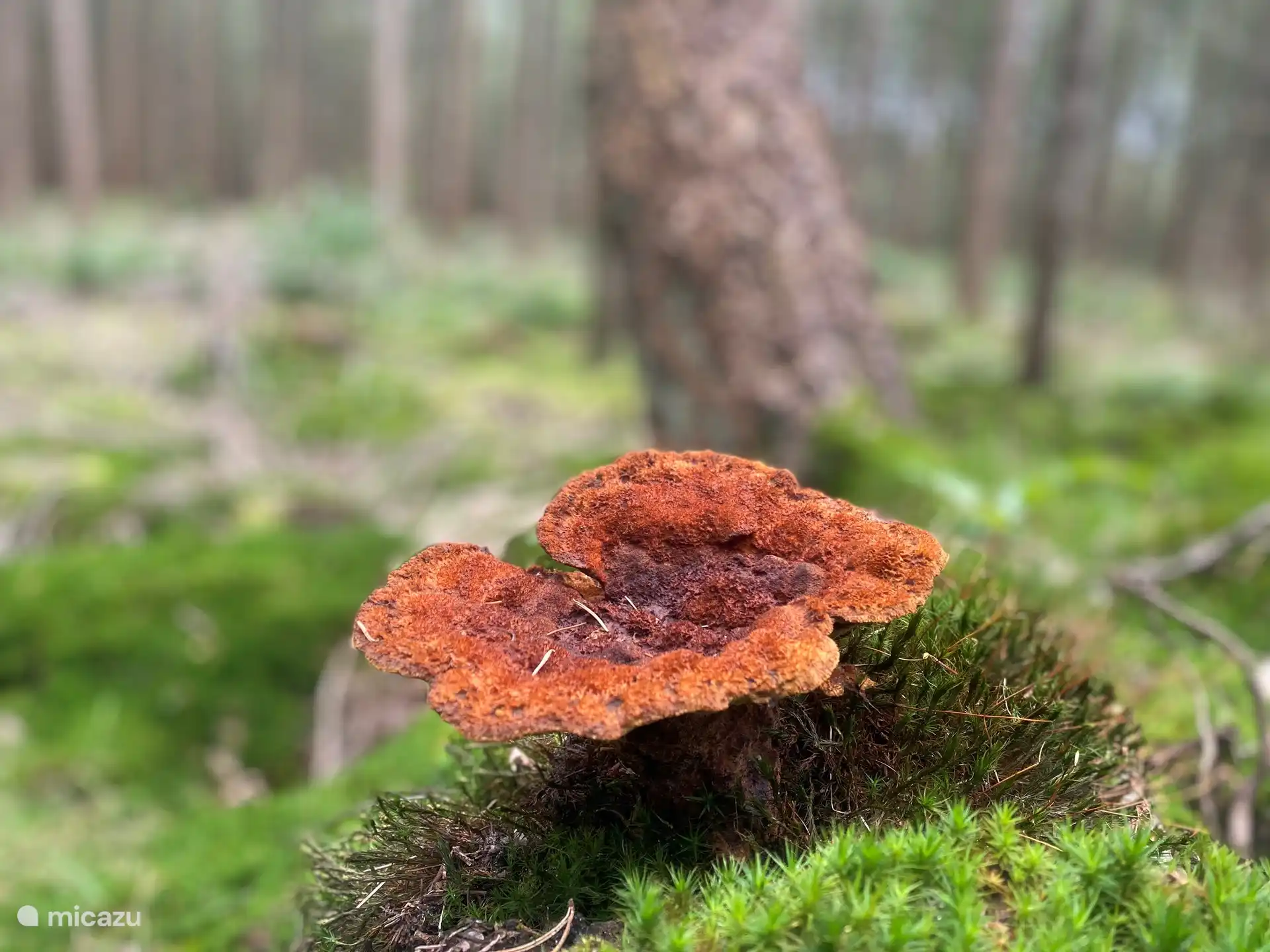 Hermosos fenómenos naturales en otoño.