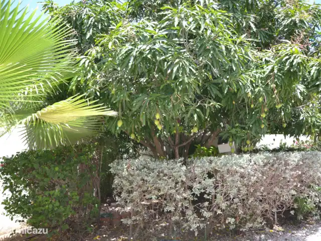 Villa Just Relex  | Curaçao, Banda Ariba (est), Brakkeput Abou - villa manguier