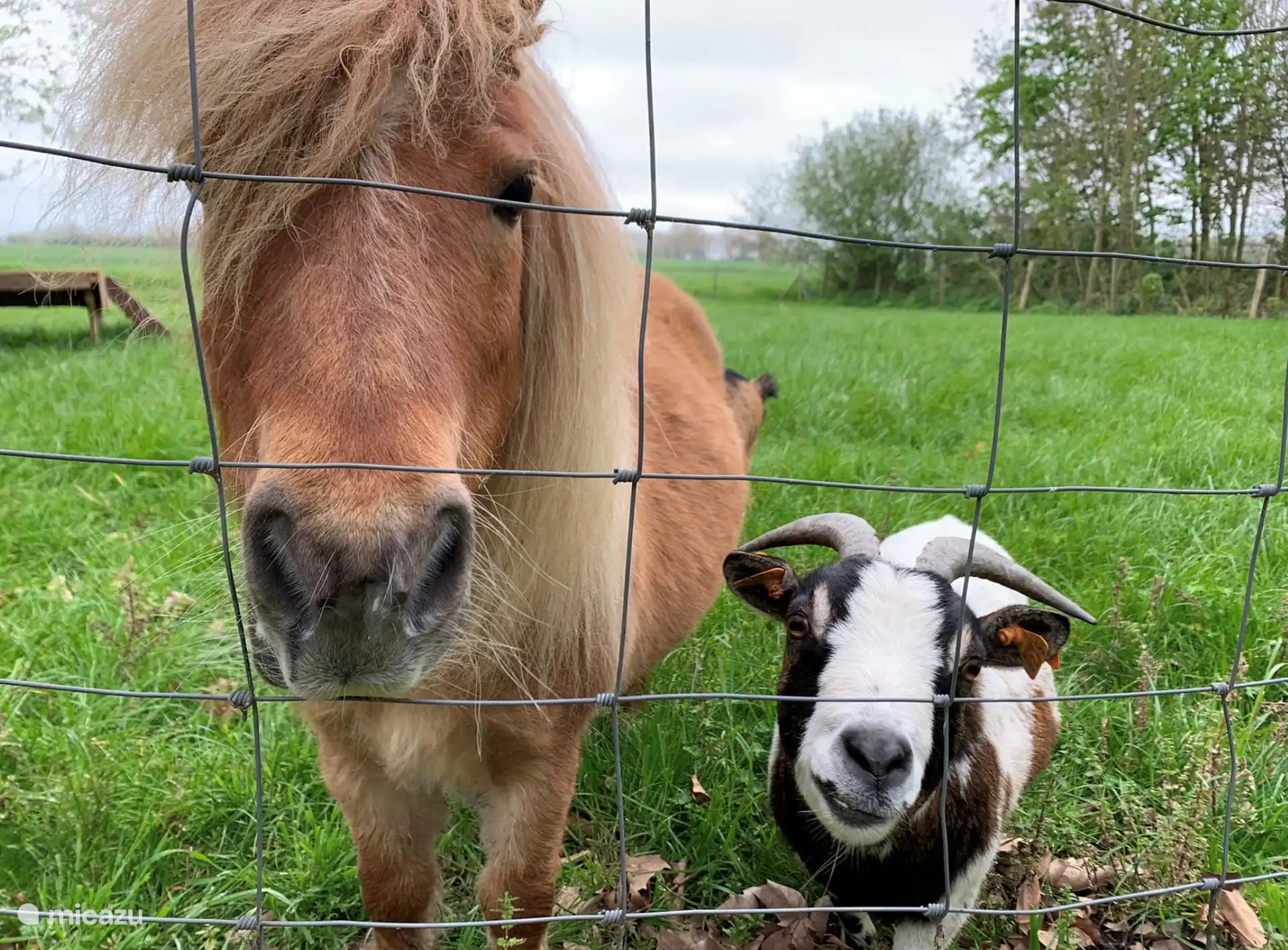 Lotje y Mona, algunas de las habitantes de nuestra pradera.