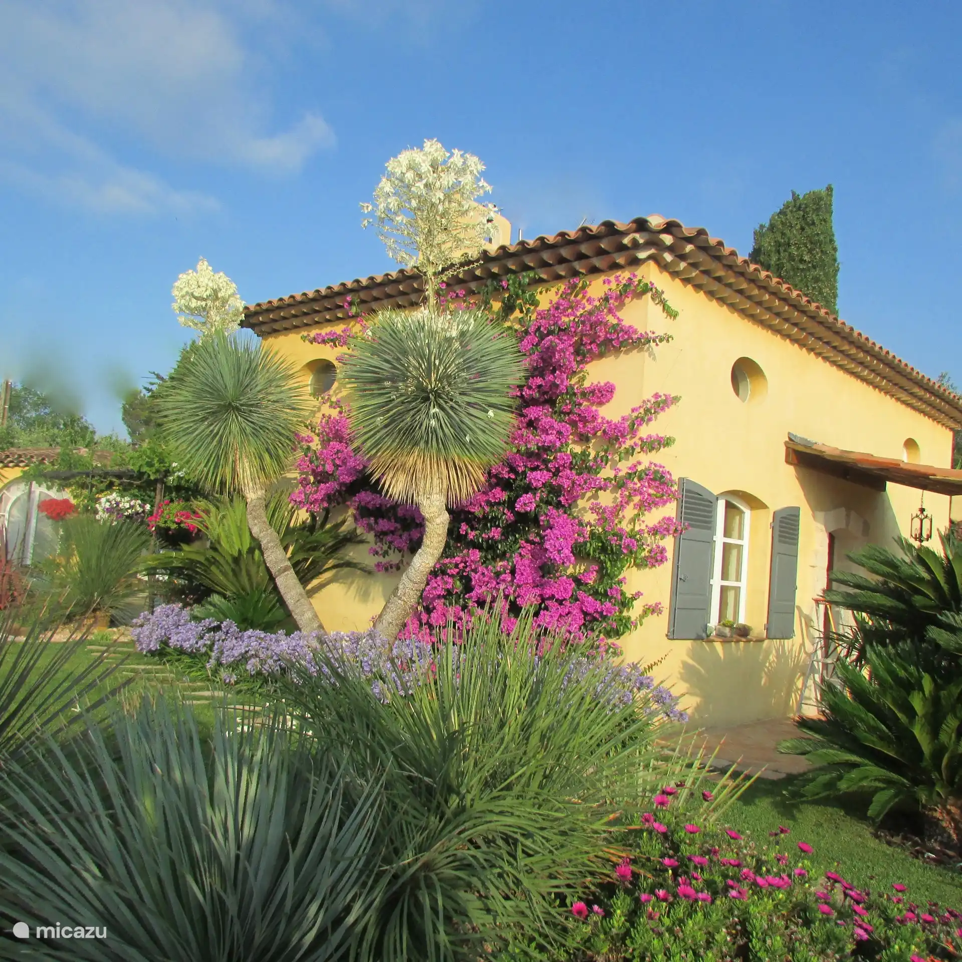Yucca und Bougainvillea 