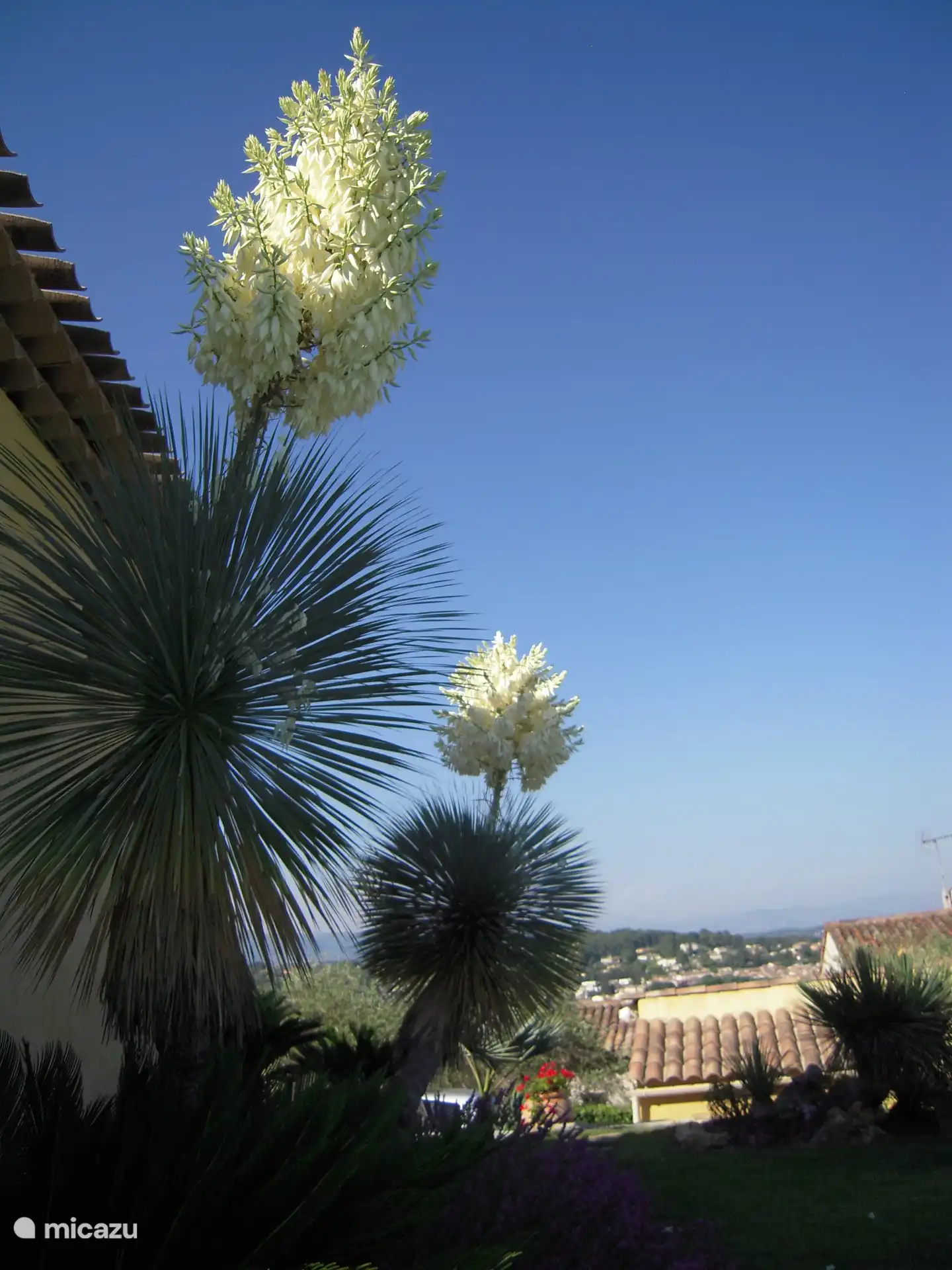 Yucca rostrata, die blaue Yucca Mexikos